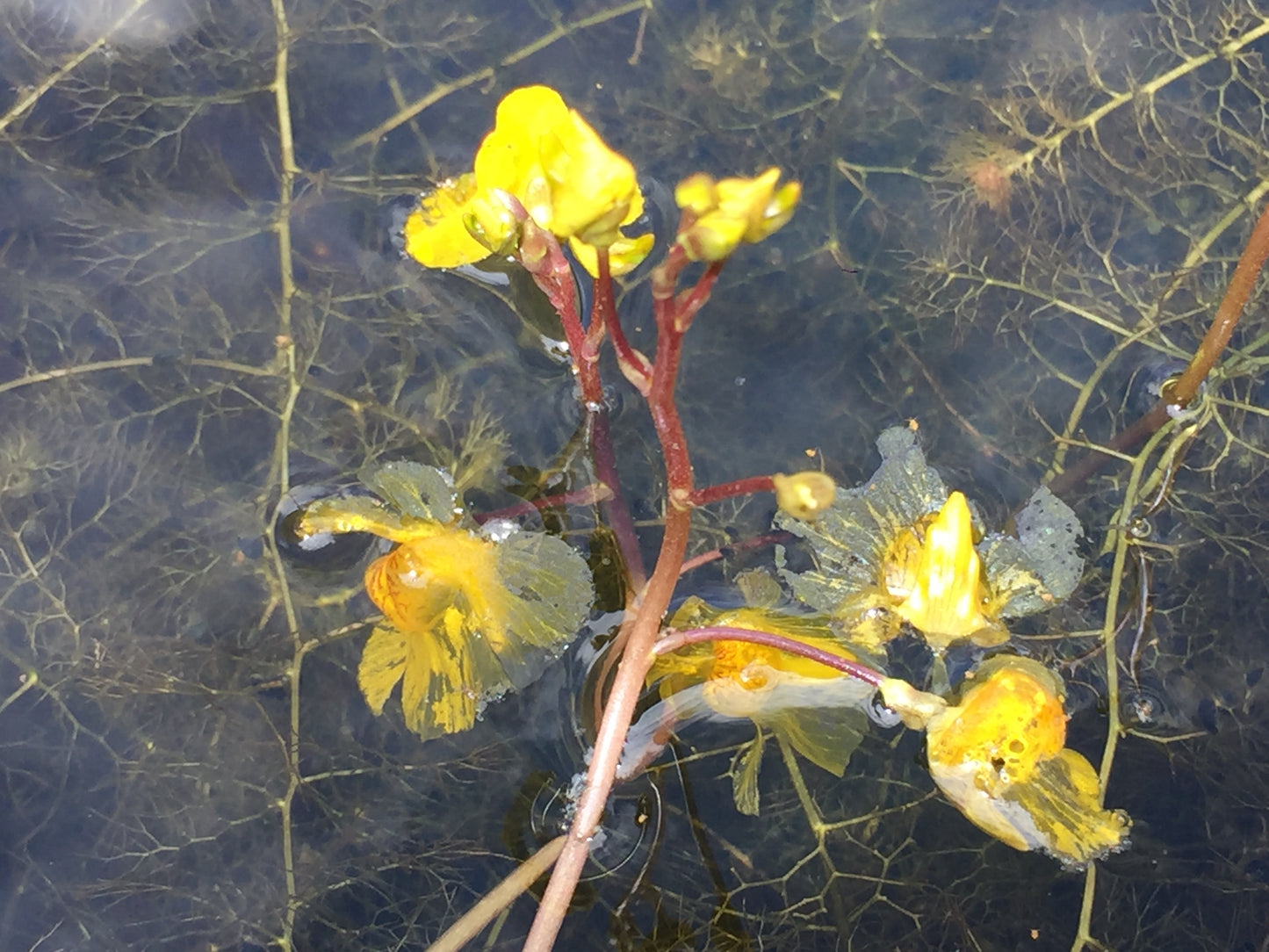 Gewöhnlicher Wasserschlauch