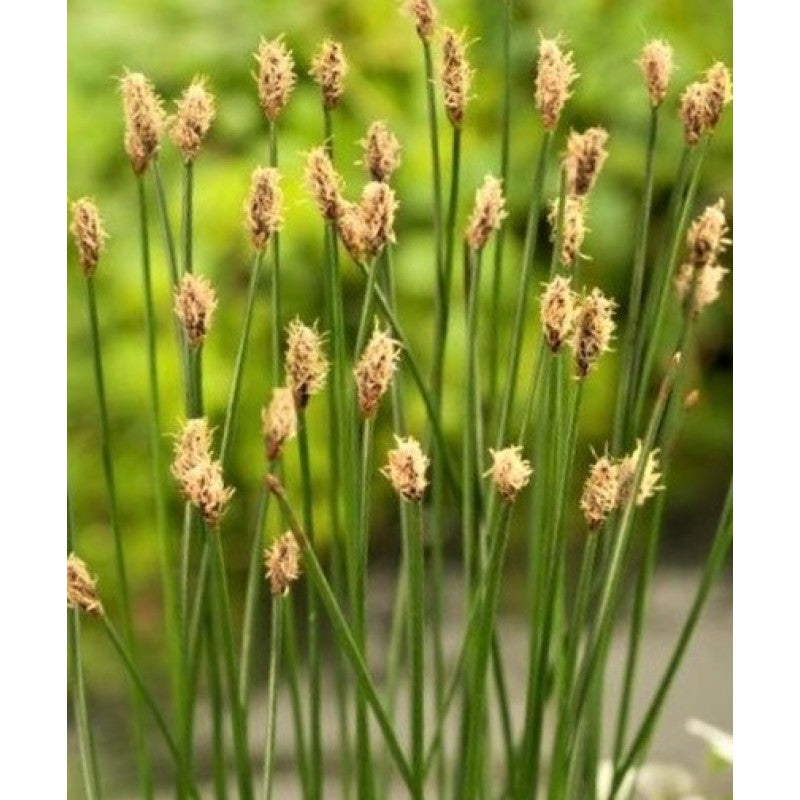 Gewöhnliche Sumpfbinse