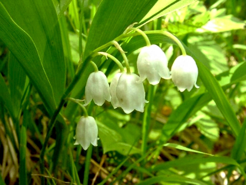 Maiglöckchen Blüte
