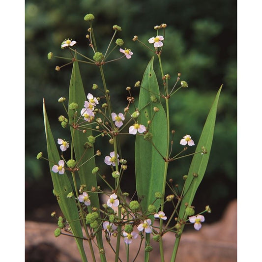 Lanzettblättriger Froschlöffel