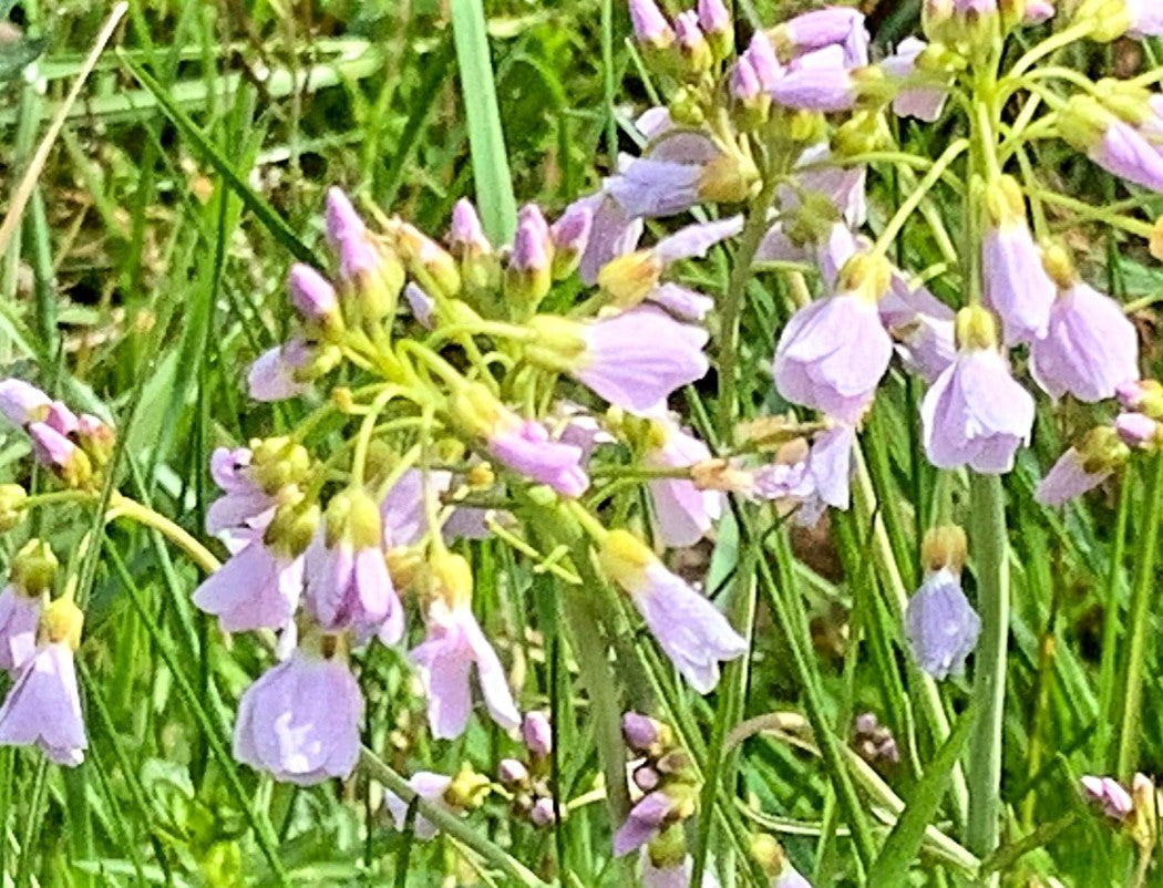 Wiesenschaumkraut