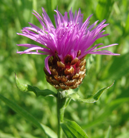 Schmalblättrige Wiesen-Flockenblume