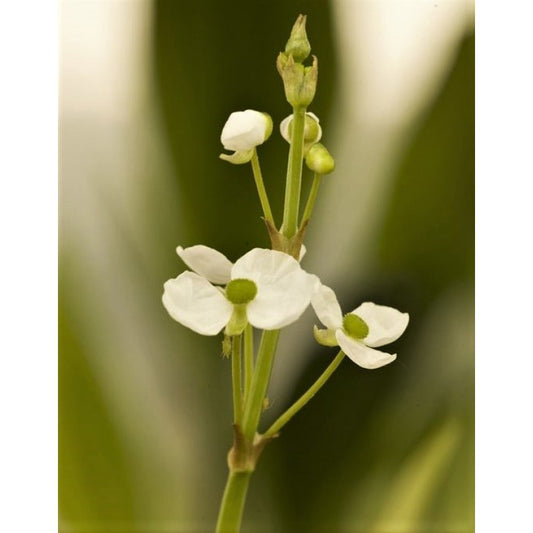 Grasblättriges Pfeilkraut