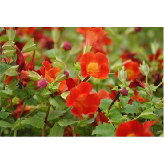 Scharlachrote Gauklerblume