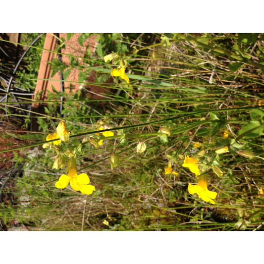 Gefleckte Gauklerblume