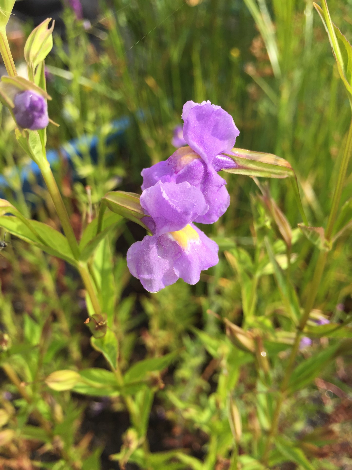 Blaue Gauklerblume