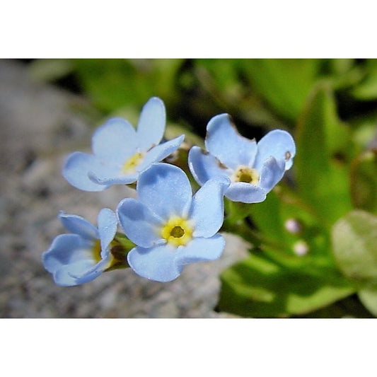 Sumpfvergissmeinnicht