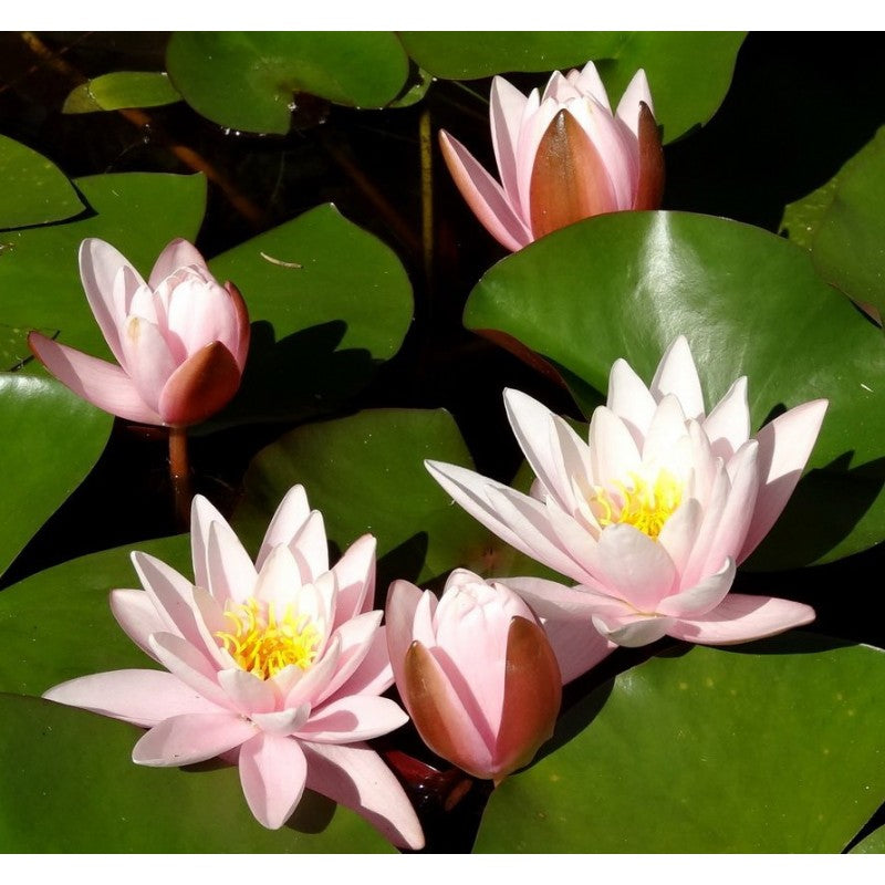 Seerose rosa