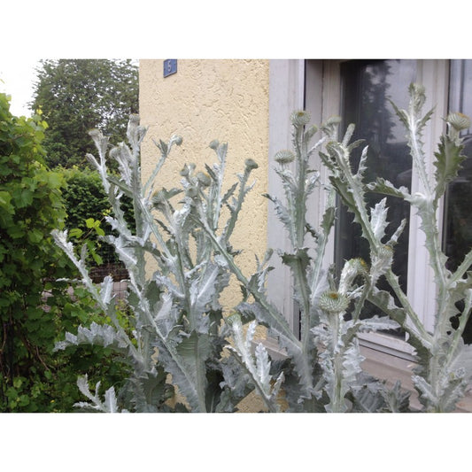 Eselsdistel