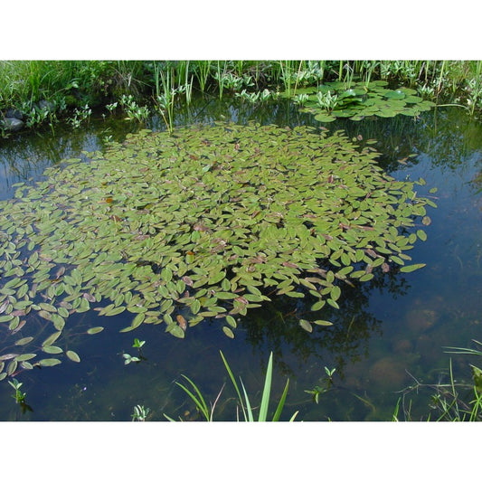 Schwimmendes Laichkraut