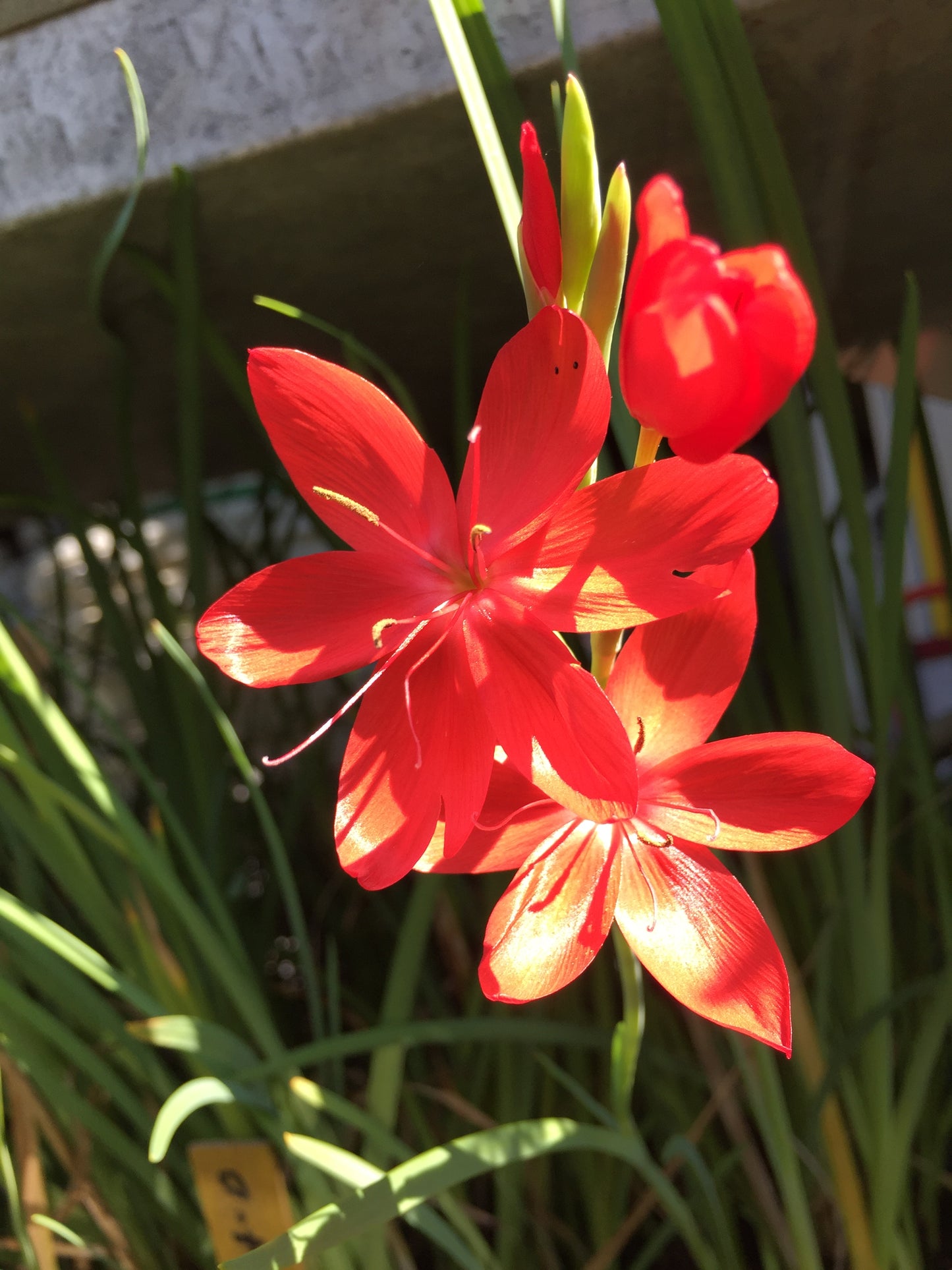 Sumpfgladiole "Major"