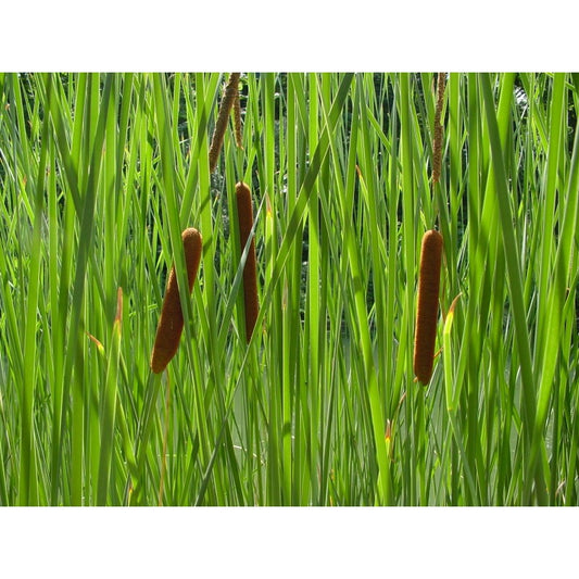 Schmalblättriger Rohrkolben