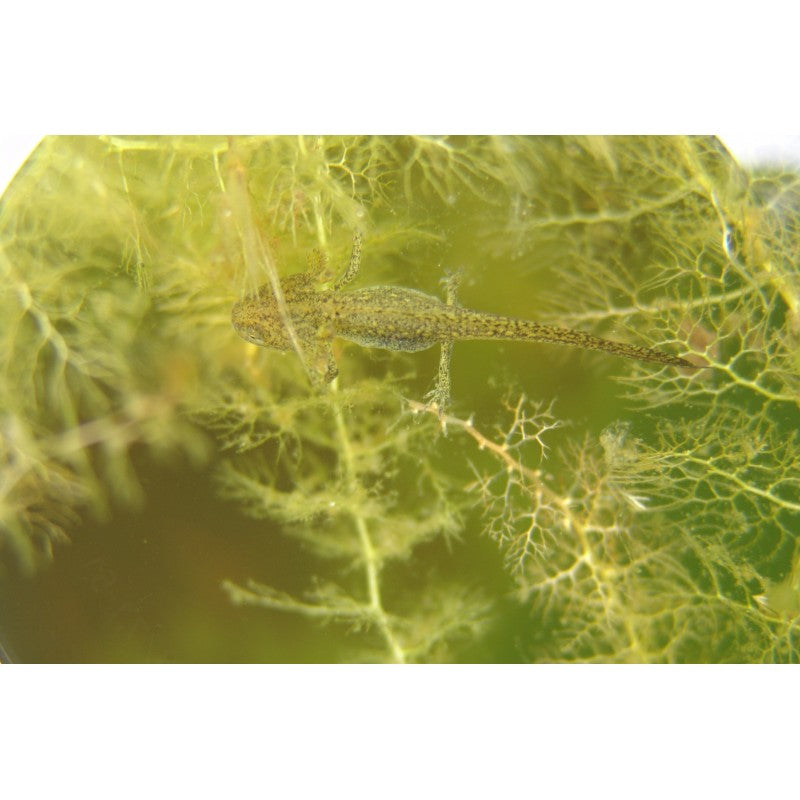 Gewöhnlicher Wasserschlauch