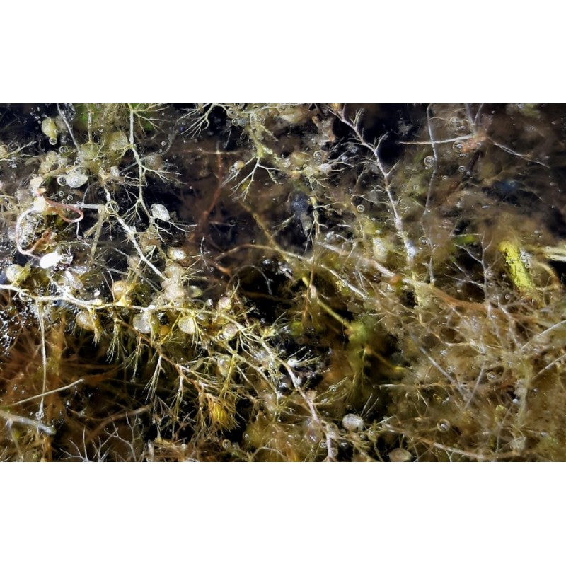 Gewöhnlicher Wasserschlauch