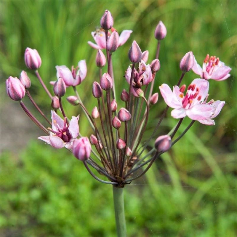 Blumenbinse